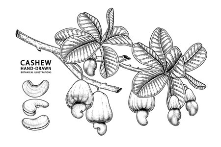 Set of cashew fruit hand drawn elements botanical illustrationのイラスト素材