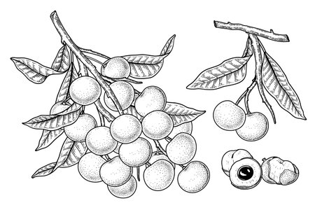 Set of Dimocarpus longan fruit hand drawn elements botanical illustrationのイラスト素材