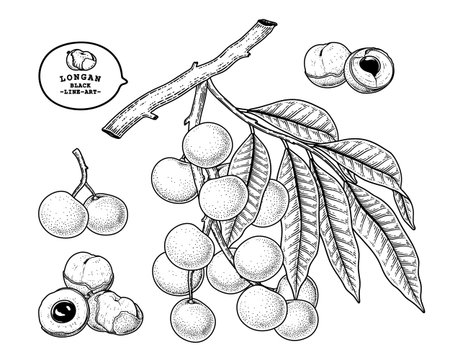 Set of Dimocarpus longan fruit hand drawn elements botanical illustrationのイラスト素材