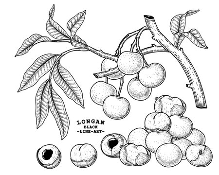 Set of Dimocarpus longan fruit hand drawn elements botanical illustrationのイラスト素材