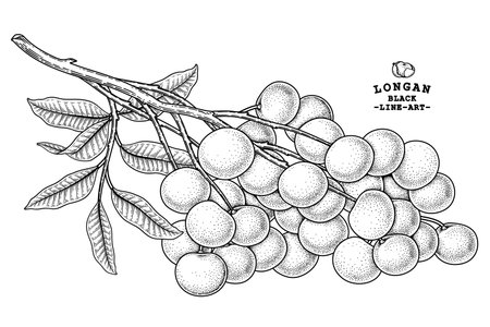 Set of Dimocarpus longan fruit hand drawn elements botanical illustrationのイラスト素材