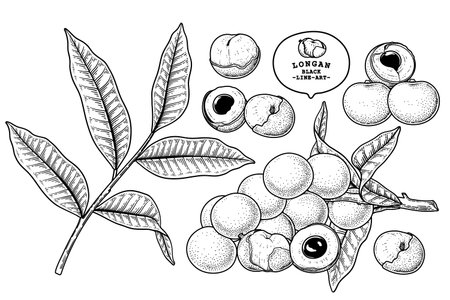 Set of Dimocarpus longan fruit hand drawn elements botanical illustrationのイラスト素材