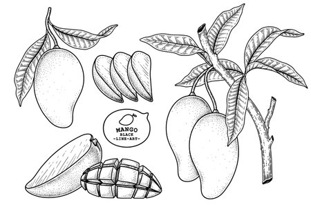 Set of mango fruit hand drawn elements botanical illustrationのイラスト素材