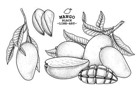 Set of mango fruit hand drawn elements botanical illustrationのイラスト素材