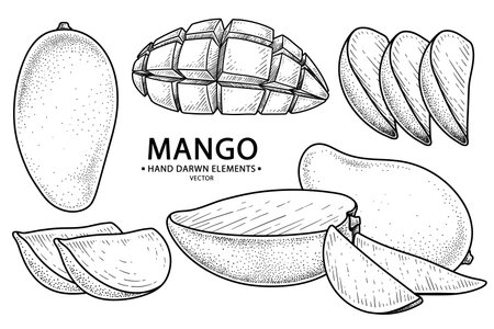 Set of mango fruit hand drawn elements botanical illustrationのイラスト素材