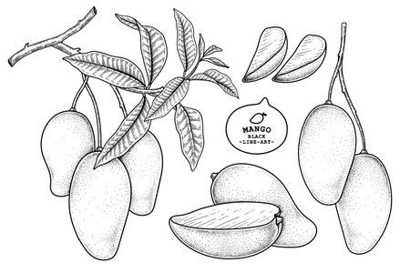 Set of mango fruit hand drawn elements botanical illustrationのイラスト素材