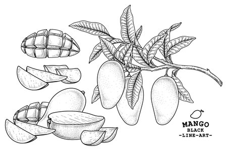 Set of mango fruit hand drawn elements botanical illustrationのイラスト素材
