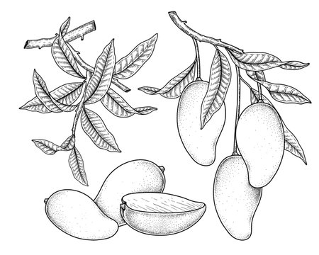 Set of mango fruit hand drawn elements botanical illustrationのイラスト素材