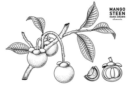 Set of mangosteen fruit hand drawn elements botanical illustrationのイラスト素材