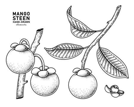 Set of mangosteen fruit hand drawn elements botanical illustrationのイラスト素材