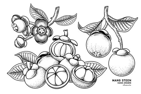 Set of mangosteen fruit hand drawn elements botanical illustrationのイラスト素材