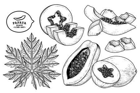 Set of papaya fruit hand drawn elements botanical illustrationのイラスト素材
