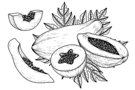 Set of papaya fruit hand drawn elements botanical illustrationのイラスト素材
