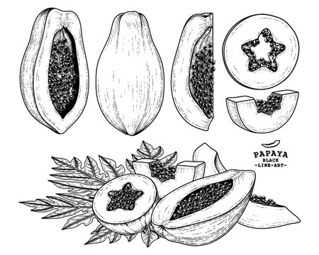 Set of papaya fruit hand drawn elements botanical illustrationのイラスト素材