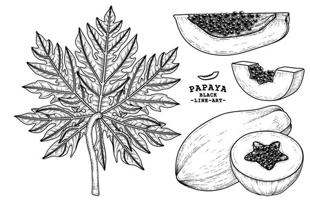 Set of papaya fruit hand drawn elements botanical illustrationのイラスト素材