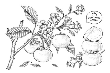 Set of fuyu persimmon fruit hand drawn elements botanical illustrationのイラスト素材