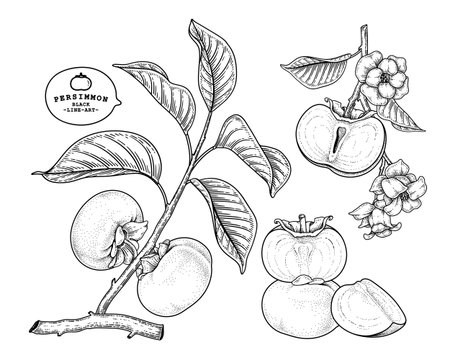 Set of fuyu persimmon fruit hand drawn elements botanical illustrationのイラスト素材