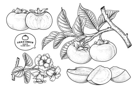 Set of fuyu persimmon fruit hand drawn elements botanical illustrationのイラスト素材
