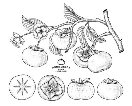 Set of fuyu persimmon fruit hand drawn elements botanical illustrationのイラスト素材