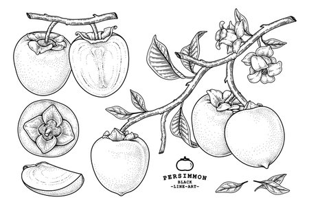 Set of hachiya persimmon fruit hand drawn elements botanical illustrationのイラスト素材