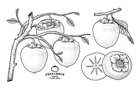 Set of hachiya persimmon fruit hand drawn elements botanical illustrationのイラスト素材