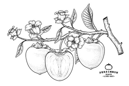 Set of hachiya persimmon fruit hand drawn elements botanical illustrationのイラスト素材