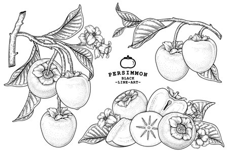 Set of hachiya persimmon fruit hand drawn elements botanical illustrationのイラスト素材