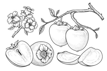Set of hachiya persimmon fruit hand drawn elements botanical illustrationのイラスト素材