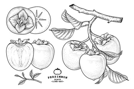 Set of hachiya persimmon fruit hand drawn elements botanical illustrationのイラスト素材