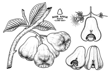 Set of Rose apple fruit hand drawn elements botanical illustrationのイラスト素材