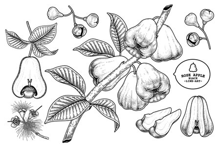 Set of Rose apple fruit hand drawn elements botanical illustrationのイラスト素材