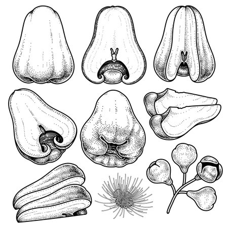 Set of Rose apple fruit hand drawn elements botanical illustrationのイラスト素材