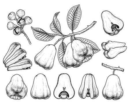 Set of Rose apple fruit hand drawn elements botanical illustrationのイラスト素材