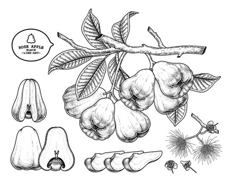 Set of Rose apple fruit hand drawn elements botanical illustrationのイラスト素材