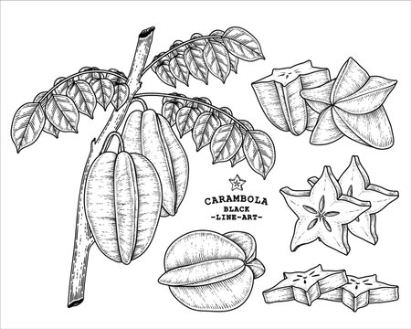 Set of star fruit or Carambola fruit hand drawn elements botanical illustrationのイラスト素材
