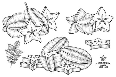 Set of star fruit or Carambola fruit hand drawn elements botanical illustrationのイラスト素材