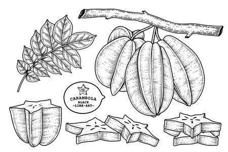Set of star fruit or Carambola fruit hand drawn elements botanical illustrationのイラスト素材