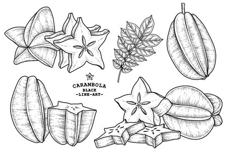 Set of star fruit or Carambola fruit hand drawn elements botanical illustrationのイラスト素材