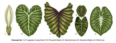 Vintage vector botanical illustration, tropical exotic plant, jungle foliage, Colocasia leaves set isolated on white background.のイラスト素材