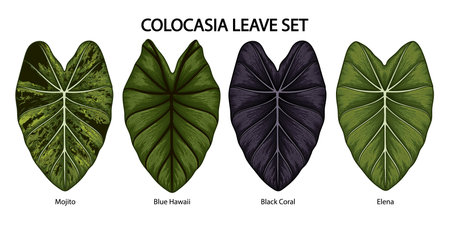 Vintage vector botanical illustration, tropical exotic plant, jungle foliage, colocasia elephant ear leaves set isolated on white background.のイラスト素材