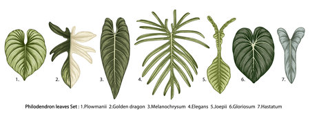 Vintage vector botanical illustration, tropical exotic plant, jungle foliage, philodendron leaves set isolated on white background.のイラスト素材