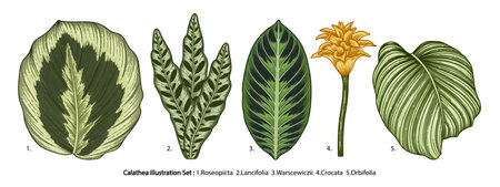Vintage vector botanical illustration, tropical exotic plant, jungle foliage, Calathea leaves set isolated on white background.のイラスト素材