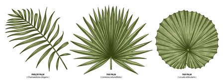 Vintage vector botanical illustration, tropical exotic plant, jungle foliage, palm leaves set isolated on white background.のイラスト素材