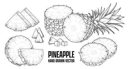 Tropical plant Pineapple Hand drawn Sketch vector Botanical illustrationsのイラスト素材
