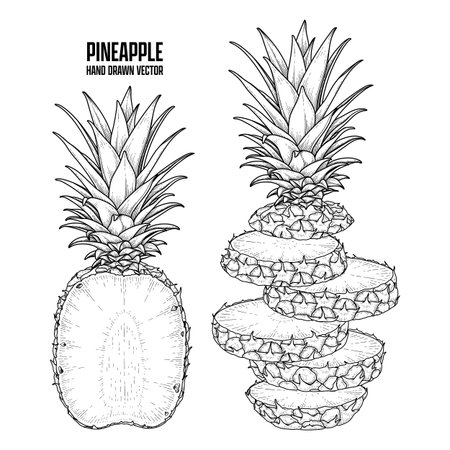 Tropical plant Pineapple Hand drawn Sketch vector Botanical illustrationsのイラスト素材