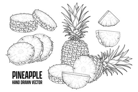 Tropical plant Pineapple Hand drawn Sketch vector Botanical illustrationsのイラスト素材