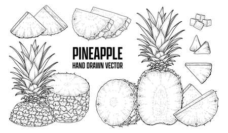 Tropical plant Pineapple Hand drawn Sketch vector Botanical illustrationsのイラスト素材