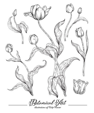 Sketch Floral decorative set. Tulip flower drawings. Black and white with line art isolated on white backgrounds. Hand Drawn Botanical Illustrations. Elements vector.のイラスト素材