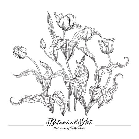 Sketch Floral decorative set. Tulip flower drawings. Black and white with line art isolated on white backgrounds. Hand Drawn Botanical Illustrations. Elements vector.のイラスト素材