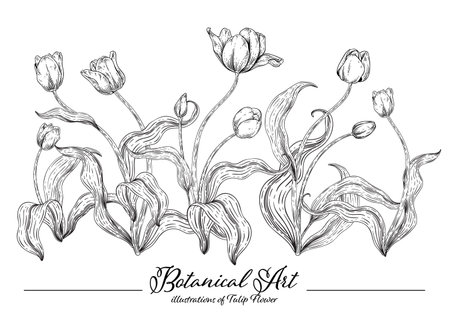 Sketch Floral decorative set. Tulip flower drawings. Black and white with line art isolated on white backgrounds. Hand Drawn Botanical Illustrations. Elements vector.のイラスト素材